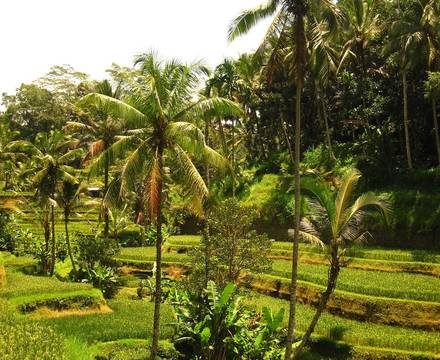 Congrès international fluides supercritiques Bali